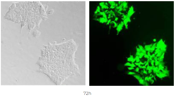 干細胞2.png 干細胞2.png